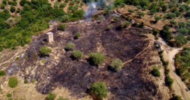 VIDEO/ Zjarr në Çorrush të Mallakastrës, digjen ullinj shekullorë