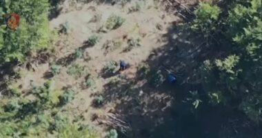 Kultivoi bimë narkotike, arrestohet 37-vjeçari në Bulqizë