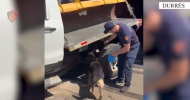 Nga Kanadaja drejt Shqipërisë/ Kapen 80 kg kanabis në Portin e Durrësit, arrestohen 3 persona