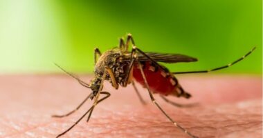 Greqia “dridhet” nga Ethet e Nilit/ Dyfishohen rastet në një javë, shtohen në 9 viktimat e virusit