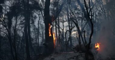 Flakët e Bosnjes kalojnë në Kroaci/ Digjen pyjet kufitare, vatra zjarresh në disa rajone