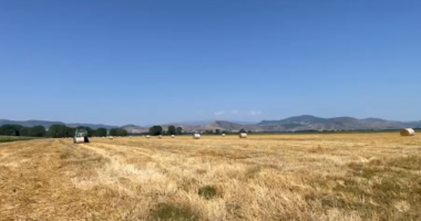Festa e grurit në Maliq/ Fermerë e emigrantë rikujtojnë traditën e hershme
