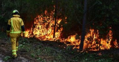 Katër vende evropiane ndihmojnë Belgjikën të frenojë zjarrin në pyje