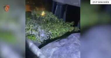 Shkodër/ Kapen 2500 fidanë të dyshuar kanabisi, arrestohen dy persona
