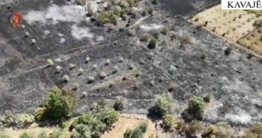 VIDEO/ Flakët dogjën rreth 250 pemë ulliri dhe frutore, arrestohet autori i dyshuar i zjarrvënies në Rrogozhinë