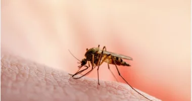 Dy punonjës të aeroportit të Frankfurtit vdesin nga malaria