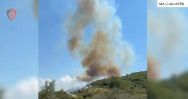 Zjarri në Mallakastër/ U dogjën rreth 400 pemë ulliri, arrestohet 54-vjeçari