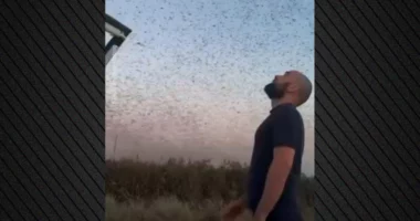VIDEO/ Qielli ‘u errësua’ nga miliona karkaleca, fenomen i pazakontë në Dagestan të Rusisë
