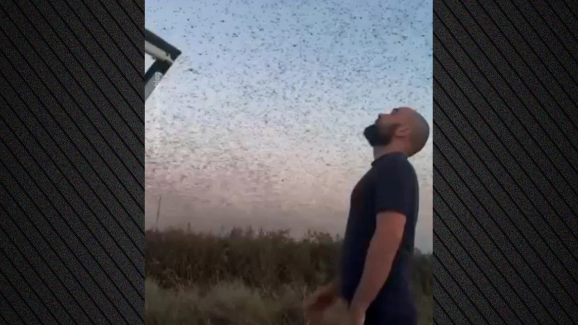 VIDEO  Qielli  u errësua  nga miliona karkaleca  fenomen i pazakontë në Dagestan të Rusisë