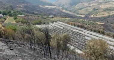 Si flakët shkrumbuan ullishtet/ Banorët e Koilaçit: Zjarri shkatërroi gjithçka, na rrënoi ekonominë