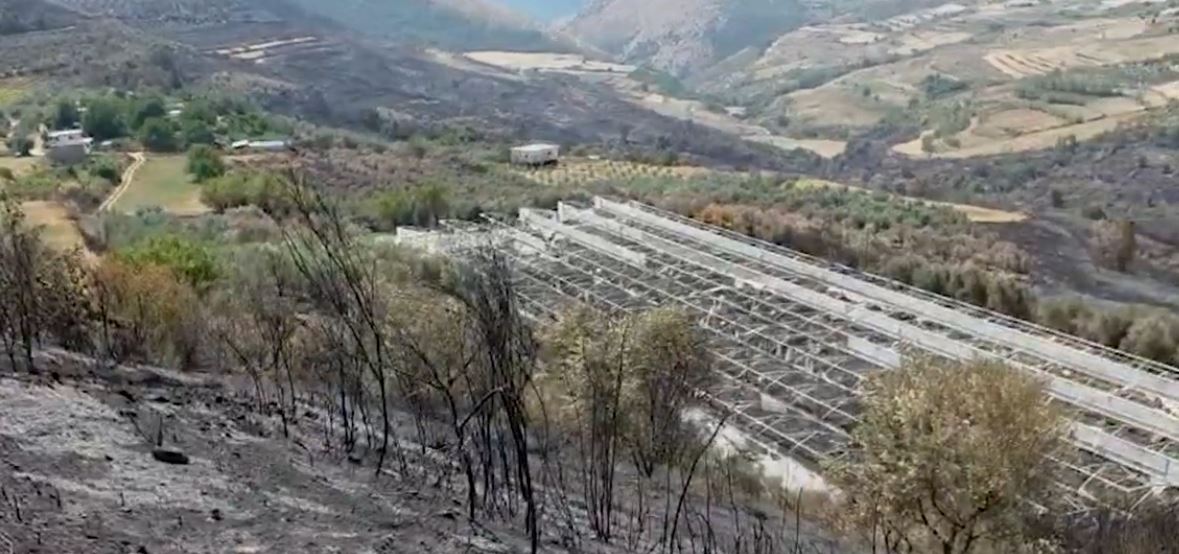 Si flakët shkrumbuan ullishtet  Banorët e Koilaçit  Zjarri shkatërroi gjithçka  na rrënoi ekonominë