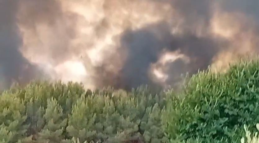 Zjarr në Penkovë të Selenicës, digjet sipërfaqja me pisha dhe shkurre