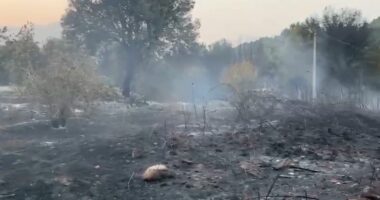 Zjarri në Vranisht vihet nën kontroll, dëme të mëdha/ Digjen ullinj, shtëpi të braktisura dhe koshere bletësh