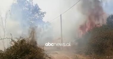Zjarr i madh në Grizë, përfshihen nga flakët ullishtet