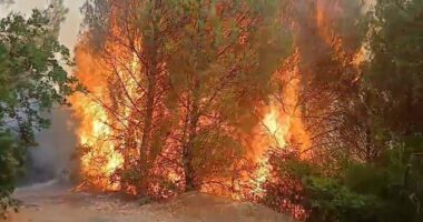 Lurë, hetim për “gardianët” e parkut/ Shefi i monitorimit e dy roje, në procedim penal për zjarrin