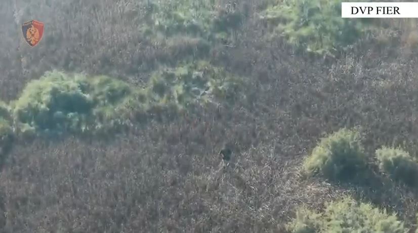Fier/Ndezën zjarre në fshatrat Eskaj dhe Hasturkas, arrestohen dy persona