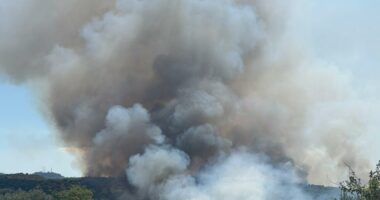Zjarr i përmasave të mëdha në Radostinë të Fierit, flakët përfshijnë ullishtet