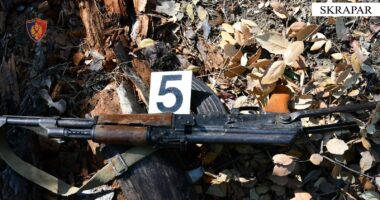 Kultivoi në pyll dhjetëra bimë narkotike/ Arrestohet 22-vjeçari në Skrapar, sekuestrohet arma e zjarrit