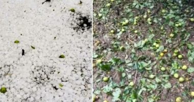 Breshri dëmton zonat bujqësore të Korçës