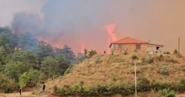 Fier, nis verifikimi i dëmeve nga zjarret/ Bashkia: 14 banesa, ullishta, vreshta e dru frutorë të djegur
