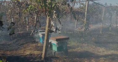 Zjarr në Drojë të Kurbinit/ Digjen disa koshere bletësh, flakët u afrohen banesave