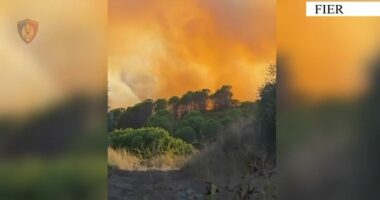 VIDEO/ Ndezi zjarr për të djegur mbeturinat, flakët përhapen dhe shkaktojnë dëme, arrestohet 31-vjeçari në Fier