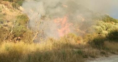 Fier/ Zjarri masiv përfshin kodrat me ullishte në Gorishovë