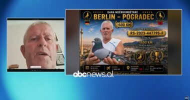 1500 km në ajër për të gjetur shtëpinë! Historia e pëllumbit kampion të Klement Veshos