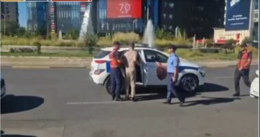 Arrestohen 12 “flamingo”/ Cënuan sigurinë në shkolla dhe kundërshtuan policinë