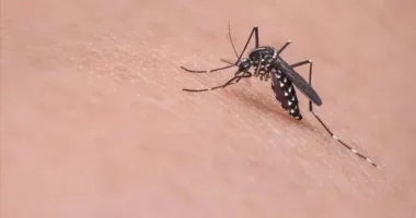 Ethet e Nilit në Maqedoninë e Veriut, shkon në dhjetë numri i viktimave