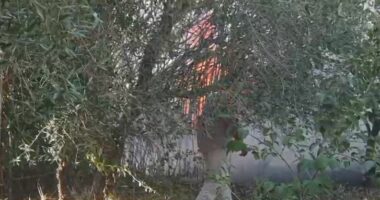 Zjarr në Babicë të Vlorës, digjen dhjetëra rrënjë ullinjsh