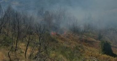 Zjarr në Çërrilë të Mallakastrës/ Flakët përfshijnë sipërfaqe me pisha, ullishte dhe shkurre