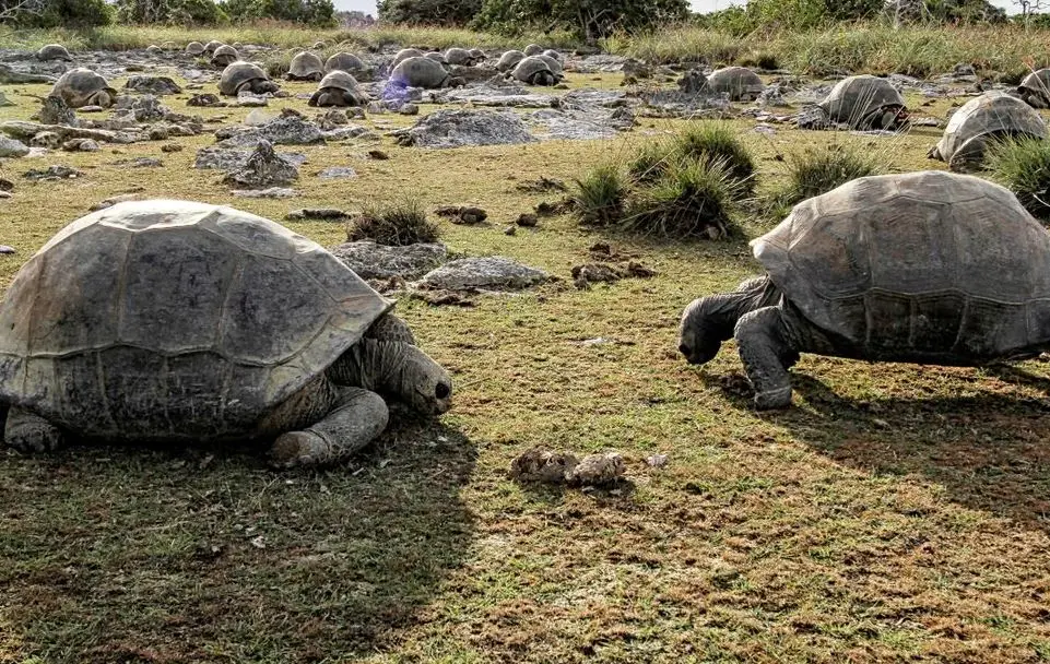 Shkencëtarët zbulojnë 180 mijë breshka gjigande në një ishull të Seychelles