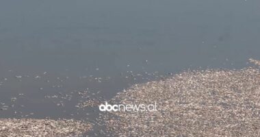 Masakër mjedisore në Lushnjë/ Tonelata peshq të ngordhur pas tharjes së rezervuarit