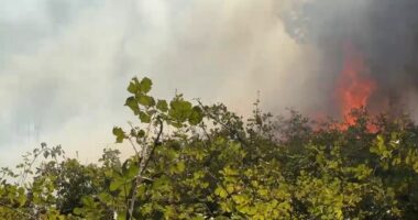 VIDEO/ Kukës, përfshihet nga flakët kurora e pishave pranë gjimnazit të qytetit
