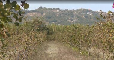 Fermeri tregon kostot e kultivimit të lajthisë, vështirësitë e prodhimit dhe ndikimin e thatësirës te rendimenti