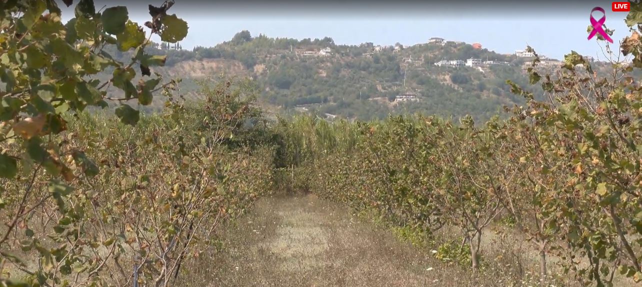 Fermeri tregon kostot e kultivimit të lajthisë, vështirësitë e prodhimit dhe ndikimin e thatësirës te rendimenti