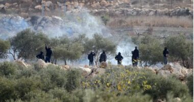 Frikë për të mbjell ullinjtë| Kolonët izraelitë sulmojnë fermerët palestinezë, plagosin 12 vetë