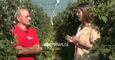 “Emigracioni, vite të humbura”/ Agronomi 70-vjeçar u kthye nga Greqia dhe investoi kursimet në bujqësi