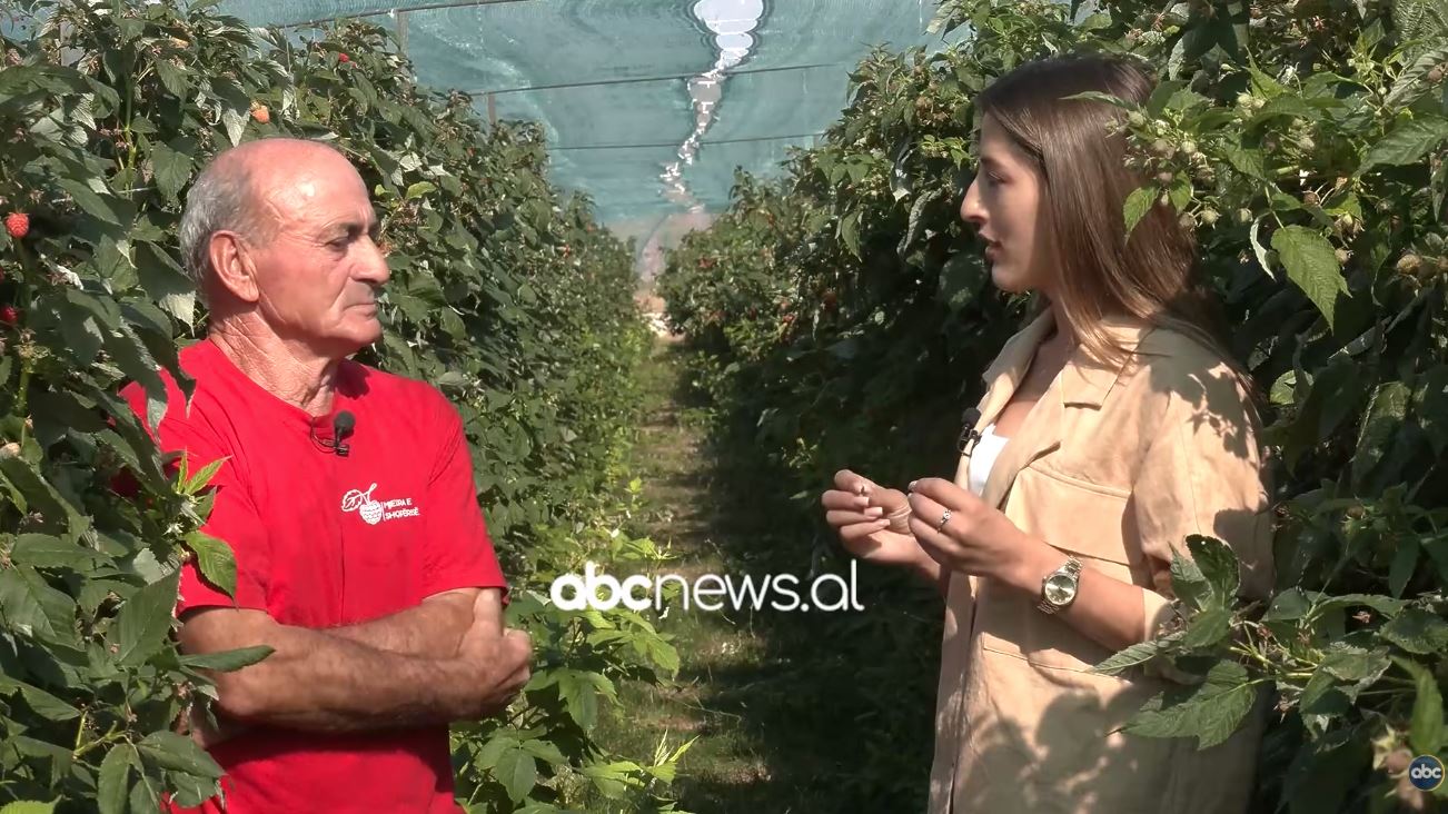  Emigracioni  vite të humbura   Agronomi 70 vjeçar u kthye nga Greqia dhe investoi kursimet në bujqësi