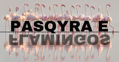 “Flamingo Mirror”, Rama: Mbi 127 mijë kërkime në 24 orët e para, raportohen edhe sulmet kibernetike