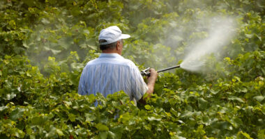 Pesticidet ndotin Myzeqenë/ Studimi: Nivele të larta të amoniumit, nitrateve e fosforeve