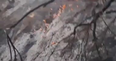 Zjarr në Peqin, digjet sipërfaqja me bimësi dhe ullinj