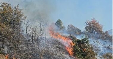 Zjarr në masivin me pyje pranë fshatit Kollovoz të Kukësit, flakët vihen nën kontroll